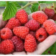 Саженец малина Полана